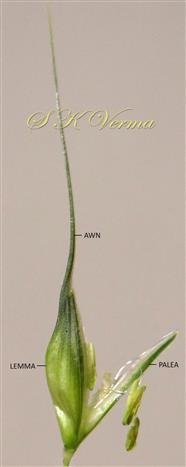  Floret